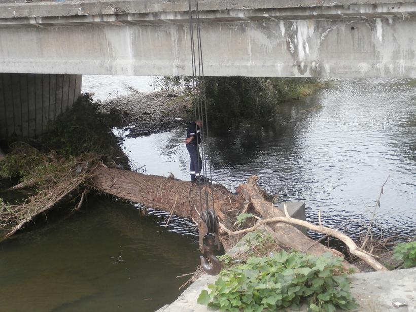 Изтеглиха огромно дърво от водите на Осъм