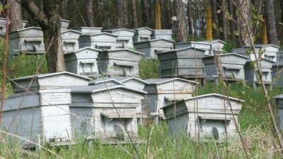 Много ниски добиви от мед очакват пчеларите в Ловешко заради лошото време