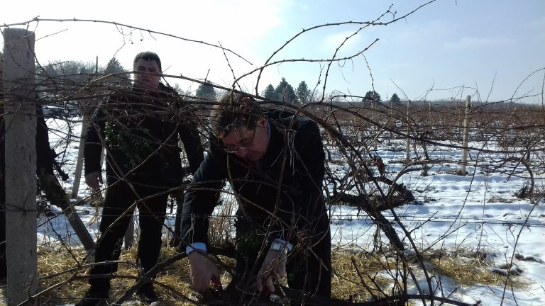 Министър и кмет зарязаха лозята на Института по лозарство и винарство