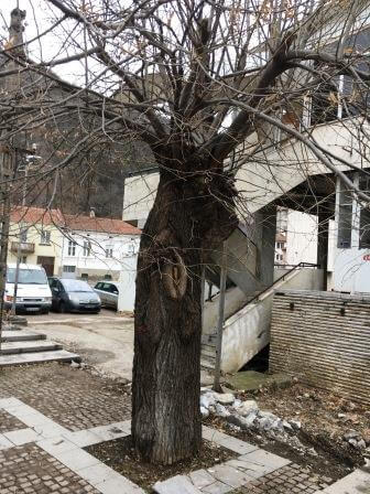 Комисия реши да бъдат  премахнати осем заболели дървета на пл. „Тодор Кирков“ в Ловеч﻿