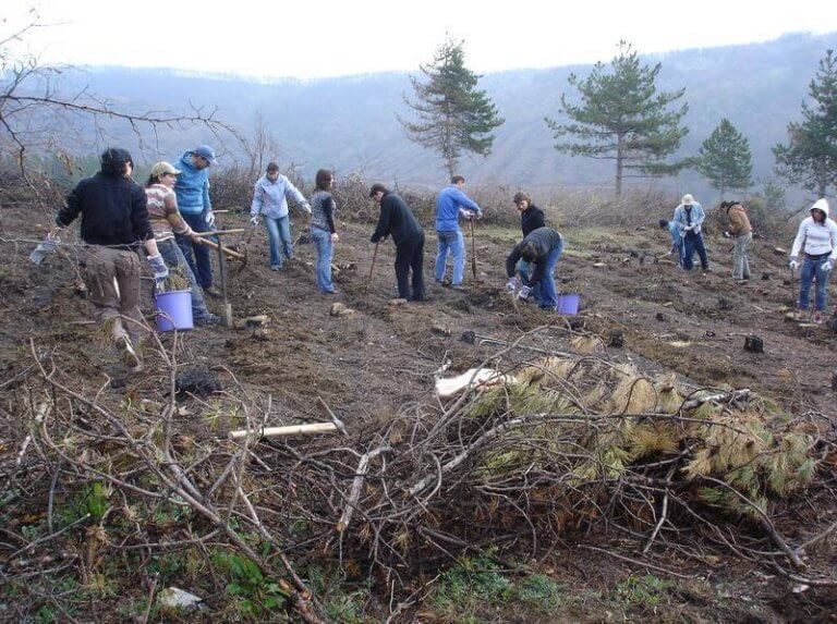 Традиционната Седмица на гората ще бъде отбелязана от днес