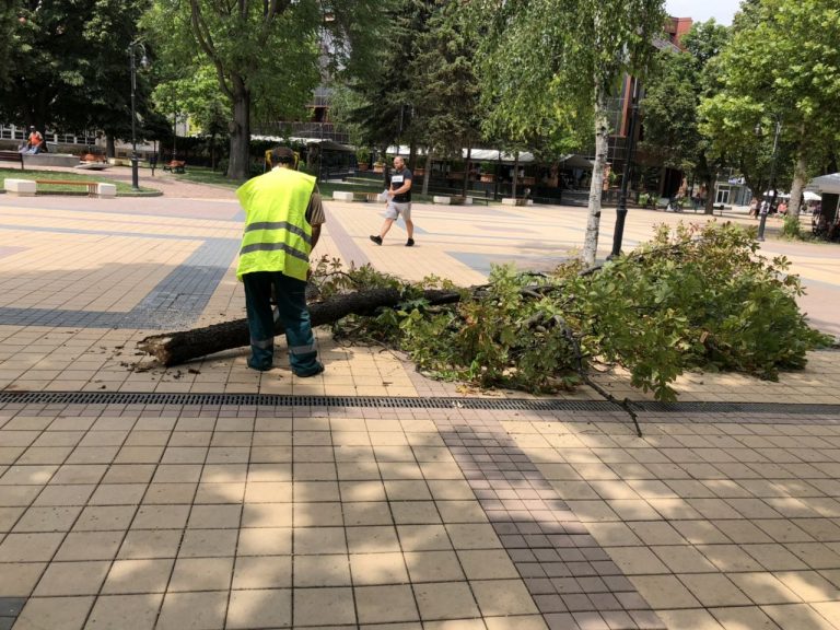 Силната буря в Ловеч на 3 юли повали дървета