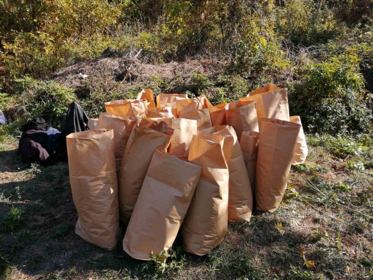 Трима мъже в ареста за отглеждане на наркотични вещества