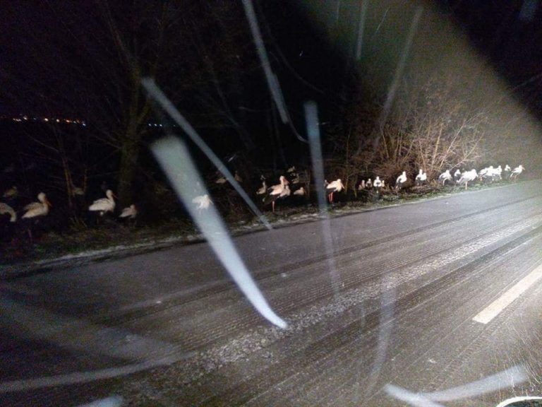 Внимание! Шофьори,  снеговалежите принуждават щъркели да нощуват на земята