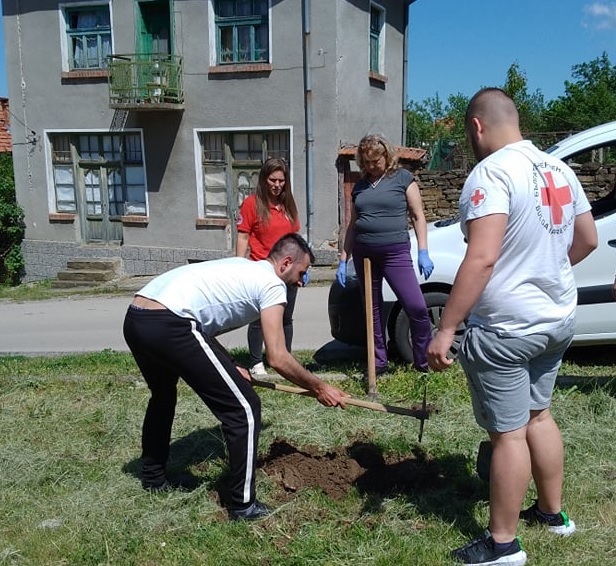 Младите червенокръстци от клуб Ловеч засадиха 7 дръвчета бор и явор