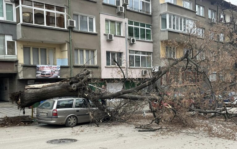 Дърво падна върху автомобил в Ловеч