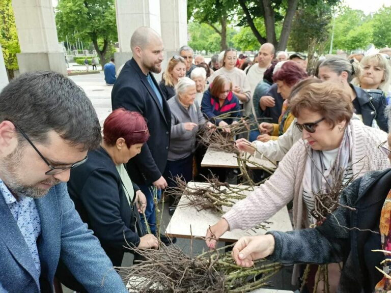 В Плевен започна раздаването на 20 000 розови храста, осигурени от дарител