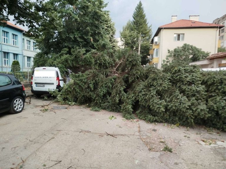 Паднаха дървета в Ловеч, има затиснати коли