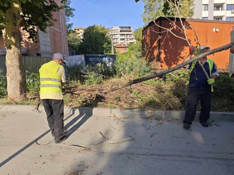 Община Плевен реши да почиства сухи клони, след сигнали на граждани