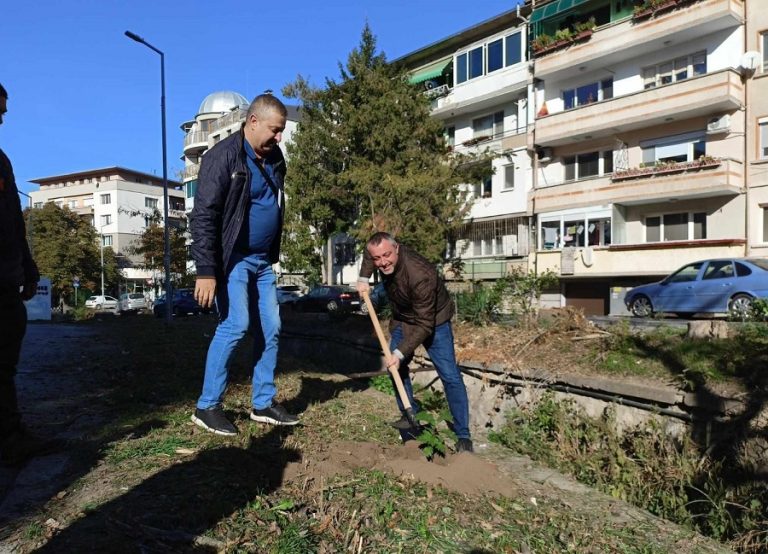 Община Плевен започна засаждане на фиданки червен дъб