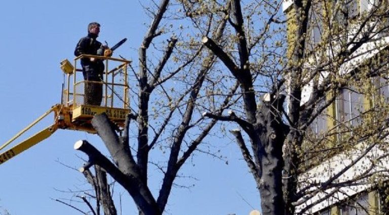 Временно ще е ограничено движението на 17 декември по част от ул. „Неофит Рилски“ в Плевен, премахват опасни дървета