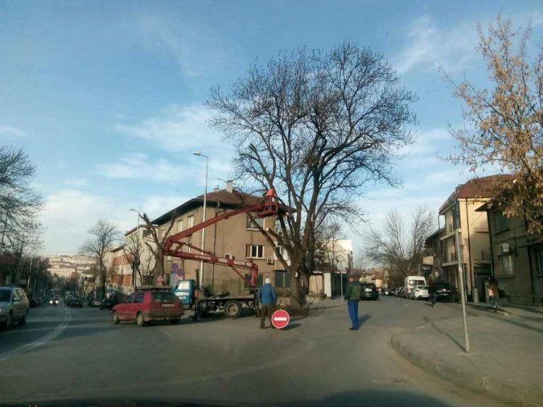 Временно се ограничава движението в Плевен заради премахване на опасни дървета