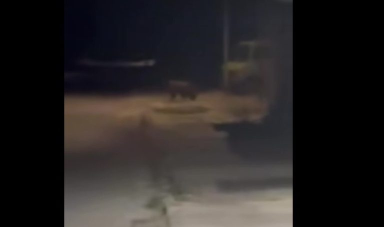 Мечка забелязана в Ловеч, полицията я изгони извън града