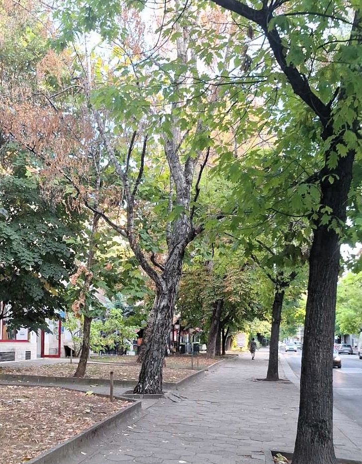 Премахват опасни дървета в Ловеч