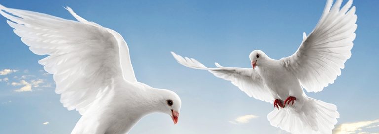 Деца в Ловеч ще получат като подарък нова порода гълъби(видео)