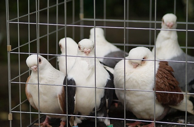 Национална изложба на гълъби в Ловеч
