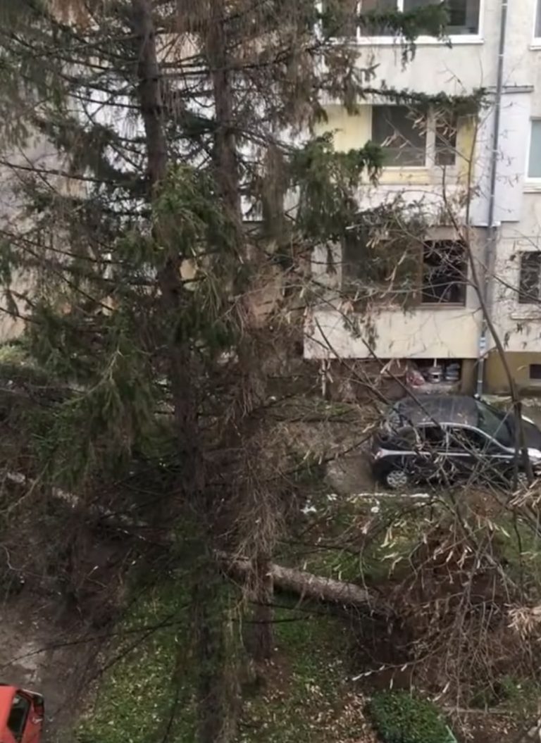 Силният вятър събори дървета в Ловеч