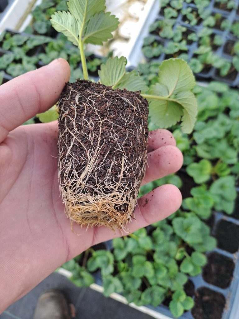 Отглеждане на ягоди – от разсада до реколтата