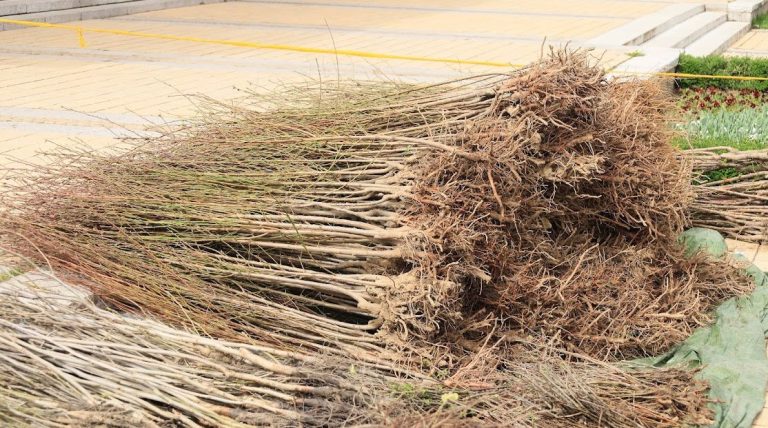 Държавно горско стопанство – Ловеч раздава над 3000 фиданки