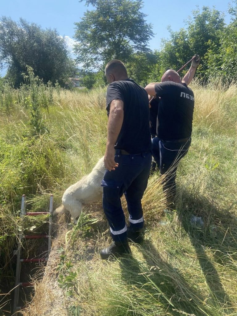 Плевенски пожарникари спасиха две кучета за денонощие