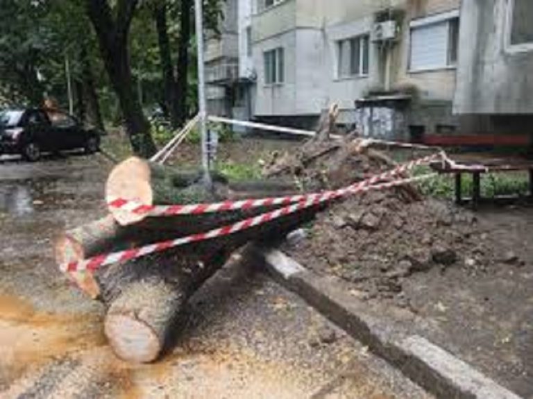 Паднали дървета и клони по време на буря блокираха пътища в Плевен